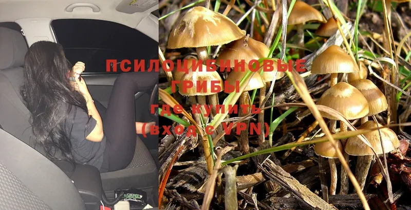 hydra   Зеленодольск  Псилоцибиновые грибы Cubensis 